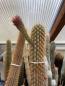Preview: Haageocereus weberbaueri var. horridispinus